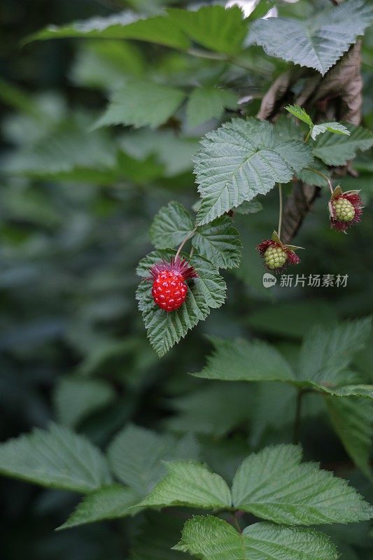 加拿大晚春时节的沙门氏菌