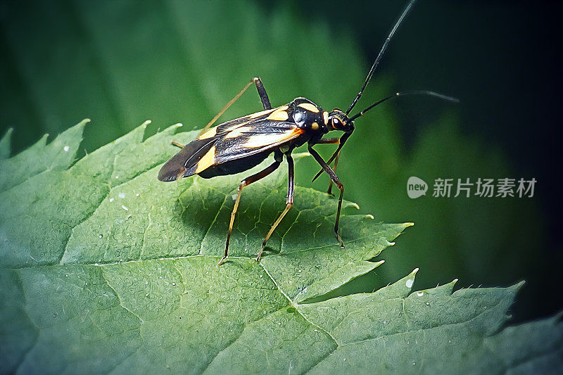 普通荨麻虫昆虫