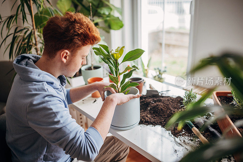 红发少年在家里种植室内植物