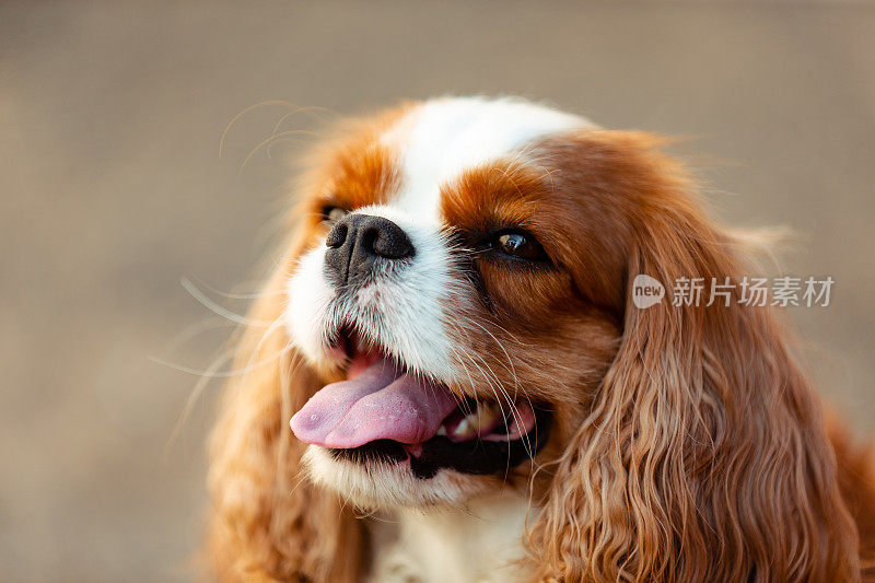 一个快乐的狗的肖像。动物摄影。查理士王小猎犬。
