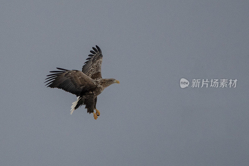 冬天在挪威罗浮敦群岛飞行的海鹰