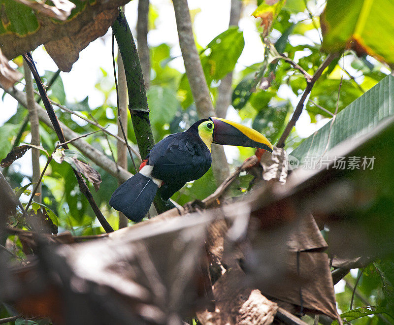 巨嘴鸟回头看，栖息在树上，科科瓦多国家公园，哥斯达黎加