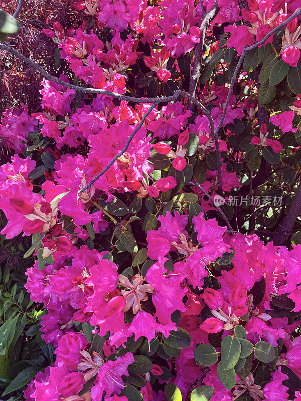 全帧图像粉红色开花杜鹃花灌木在阳光明媚的花园，绿叶背景，关注前景