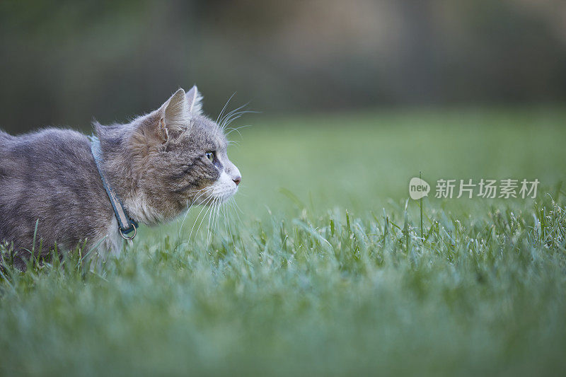 灰猫在公园的绿草地上