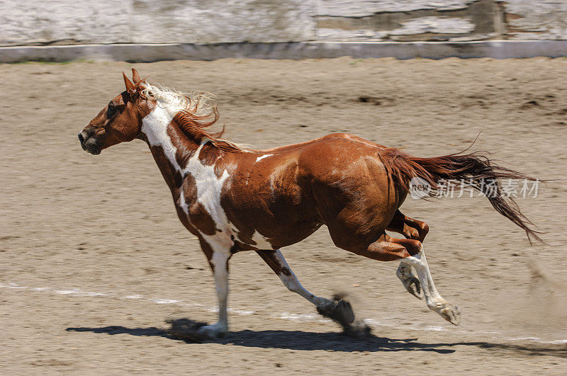 在墨西哥牛仔竞技会上奔跑的彩色平托马