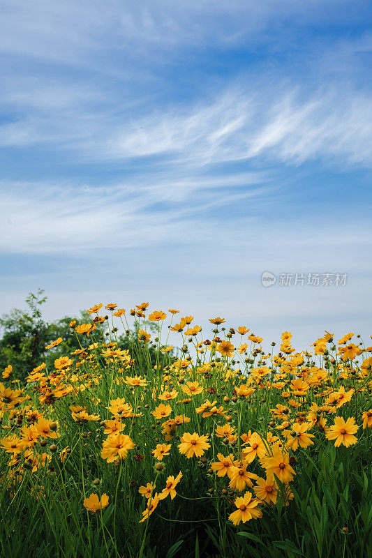 河边花