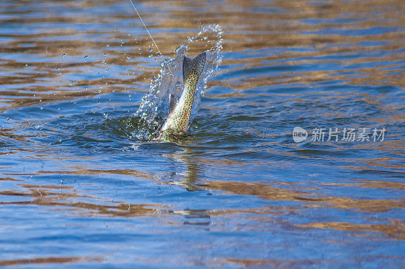 在南普拉特河钓一条鳟鱼