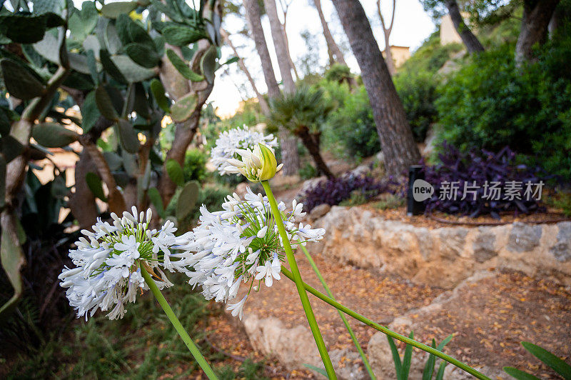 花园里的植物特写