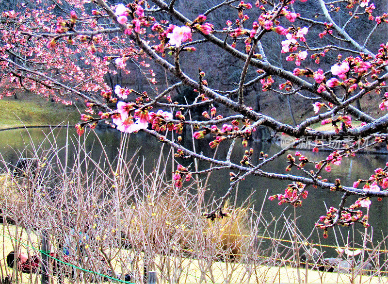 日本。3月。池塘上方的梅花。