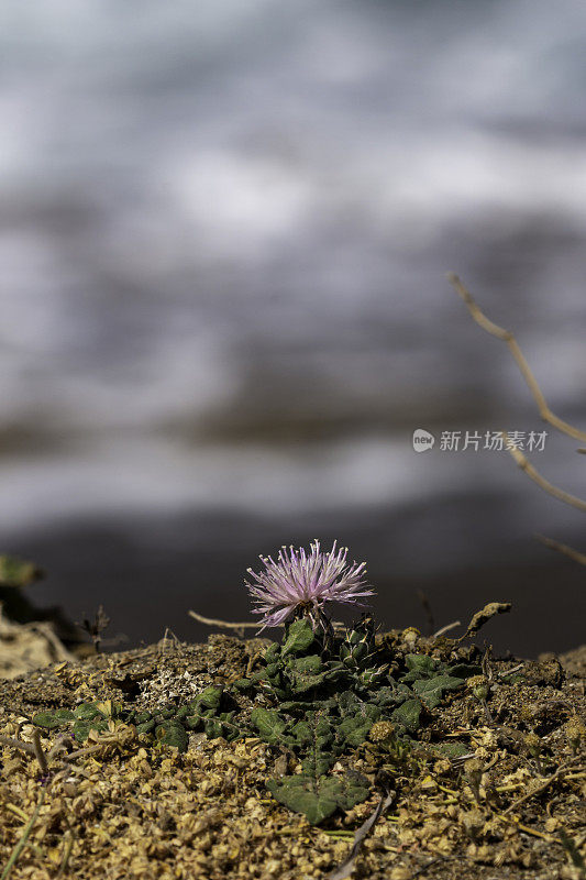 近地水平侧视图的Knappweed花与出焦点海在背景