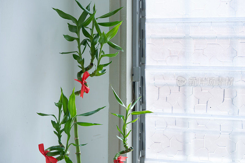 近距离观察幸运竹植物-风水植物对着玻璃窗