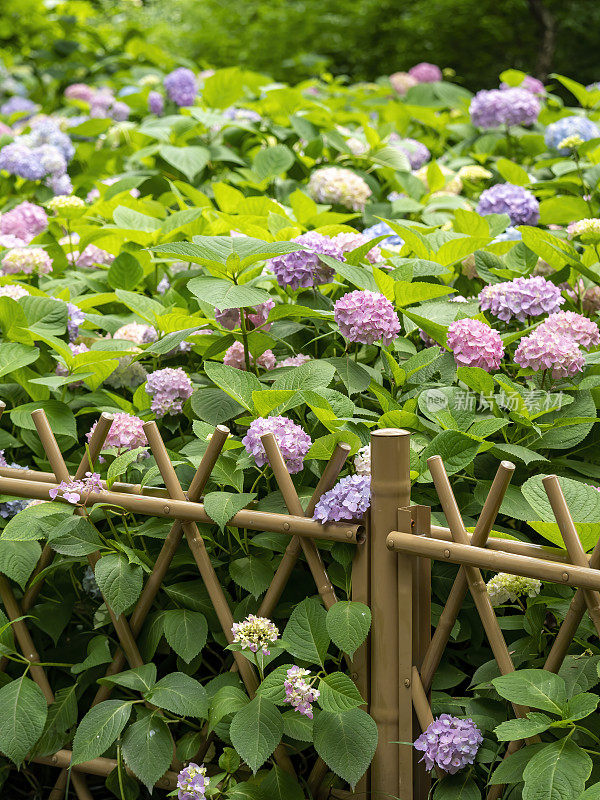 绣球花在花园里盛开