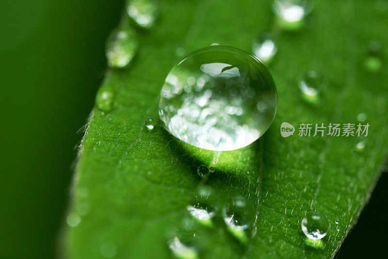 纯雨滴落在绿叶上的特写镜头