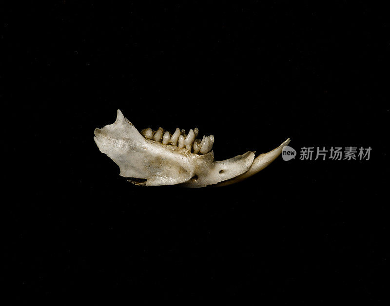 小型啮齿动物的颌骨和牙齿。