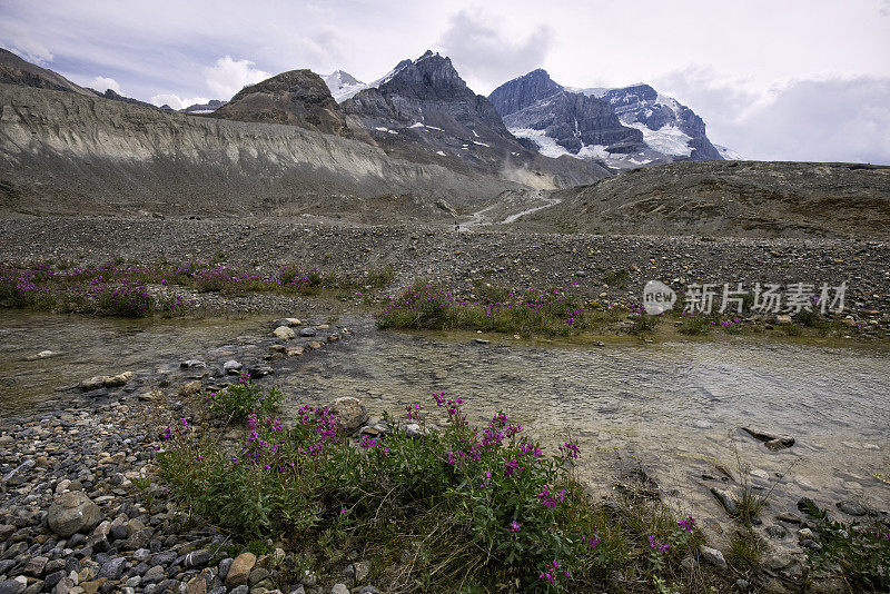 夏季的哥伦比亚冰原，碧玉国家公园，AB，加拿大