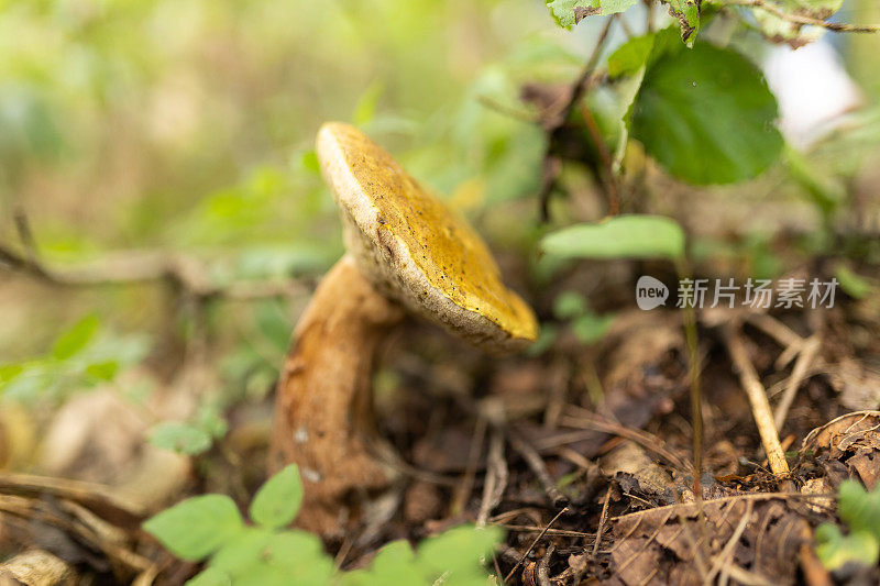 生长在山林中的野生蘑菇