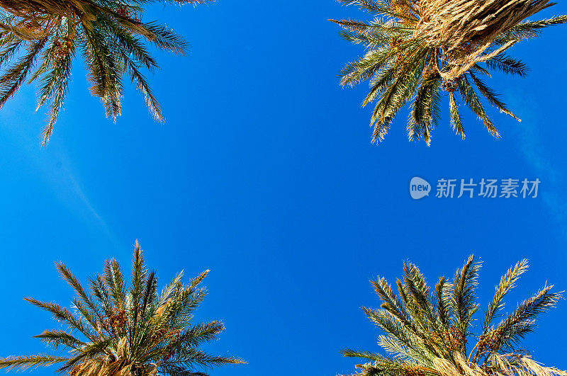 在加州死亡谷国家公园的熔炉溪旅馆，四棵枣椰树和充满活力的蓝天