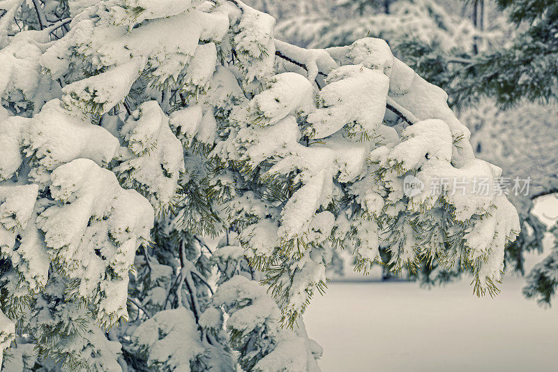 白雪覆盖的松树树枝