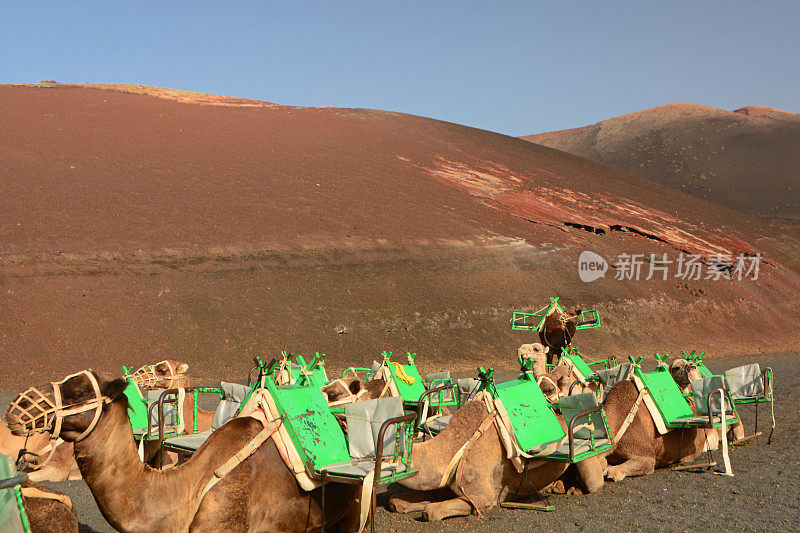 单峰骆驼safari。