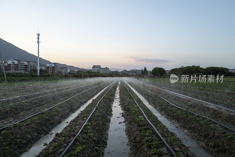 草莓苗