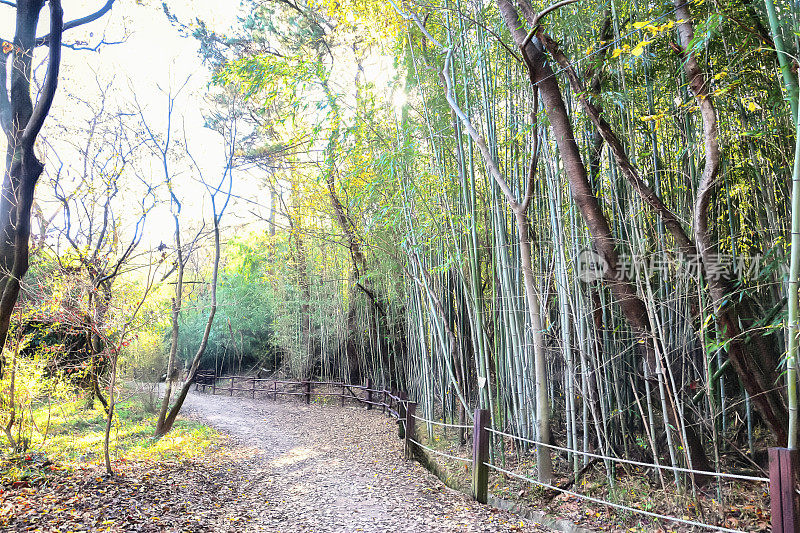 竹林小路