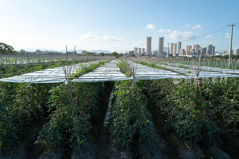 成排的番茄园和现代化的农业帐篷