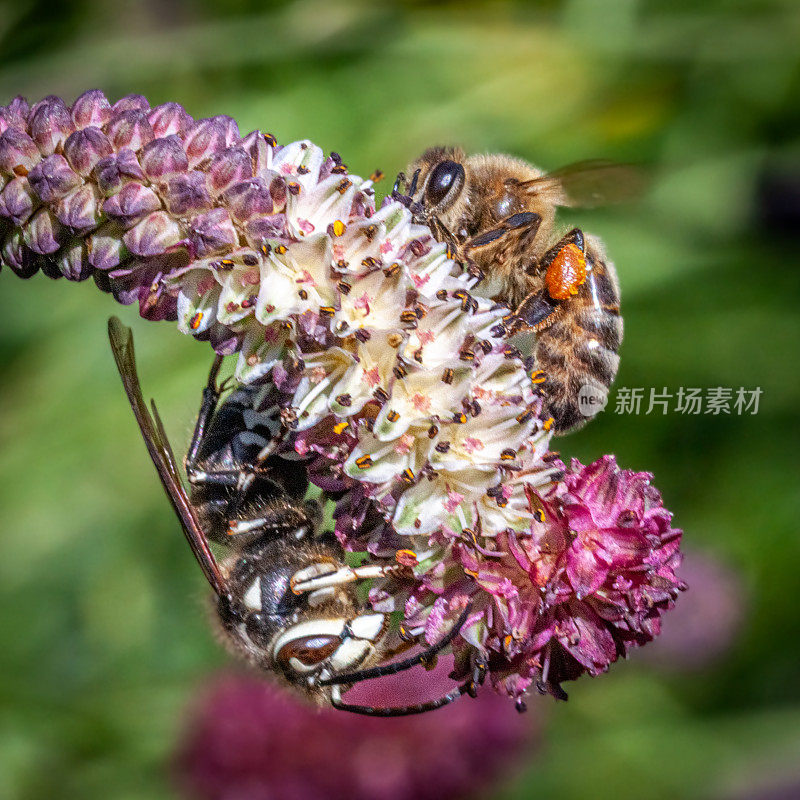 阴和阳。秃头大黄蜂和黑蜂。