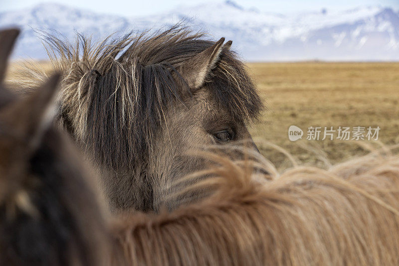 一群冰岛马，一种只能在冰岛繁殖的马，在冰岛风景优美的自然景观中