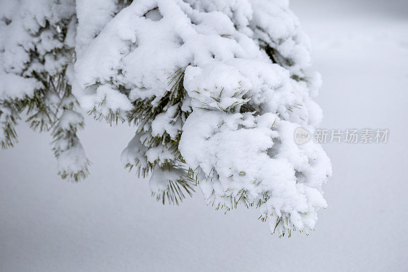 白雪覆盖的松枝