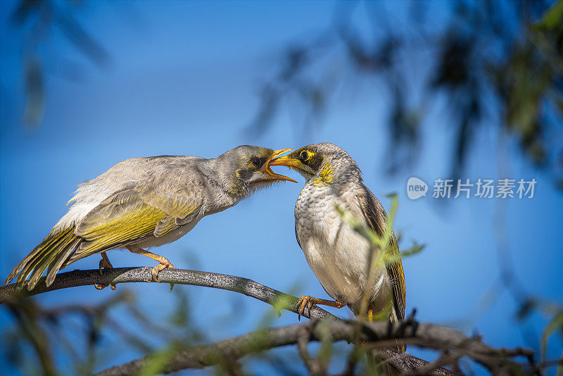 黄喉矿鱼(黄喉矿鱼)