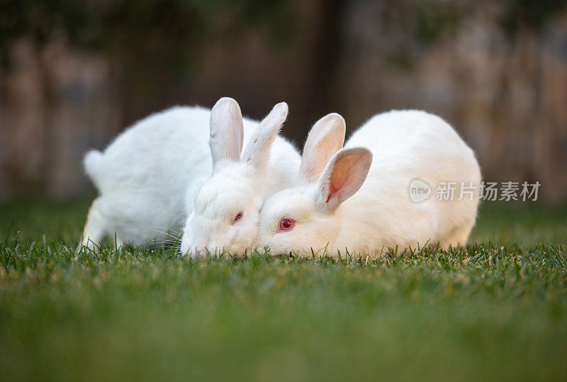 两只小白兔在草地上。