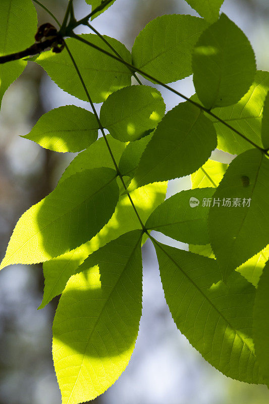 部分背光的山核桃新鲜的春天生长，锯齿状的叶子和模糊的天空和森林的背景