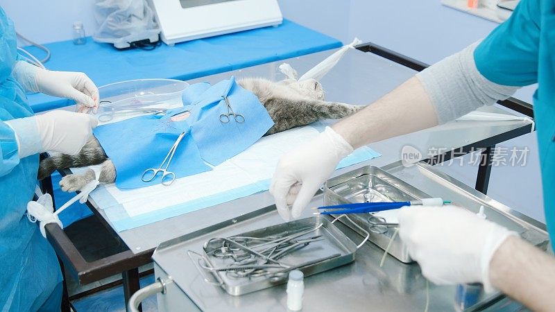 绝育过程-猫在麻醉下躺着，伸出被绑住的爪子
