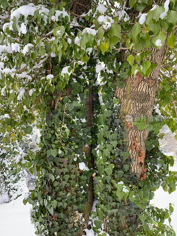 树上爬满了常春藤，撒满了雪