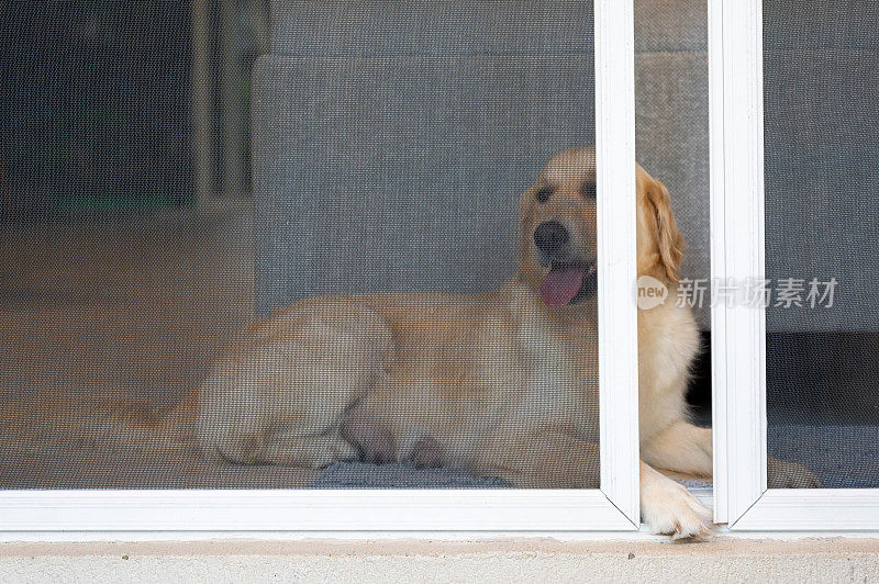 金毛猎犬躺在里面