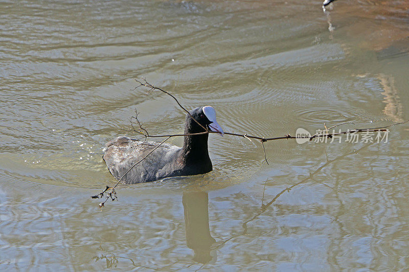 欧亚白骨顶鸟，喙中有细枝，在水中收集筑巢材料