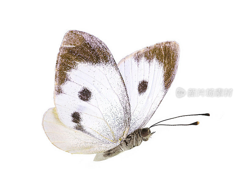 为设计或创意工作的细节-蝴蝶与黑色和白色翅膀孤立在白色背景。