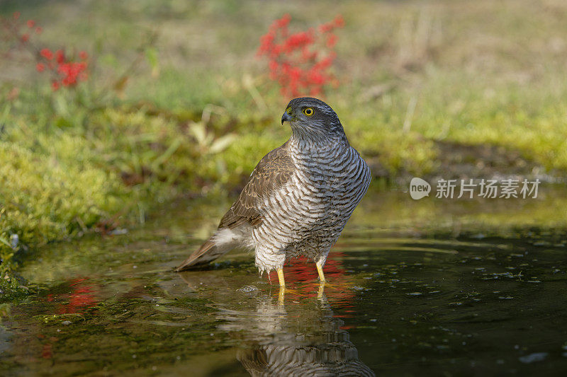 雌雀鹰洗衣服