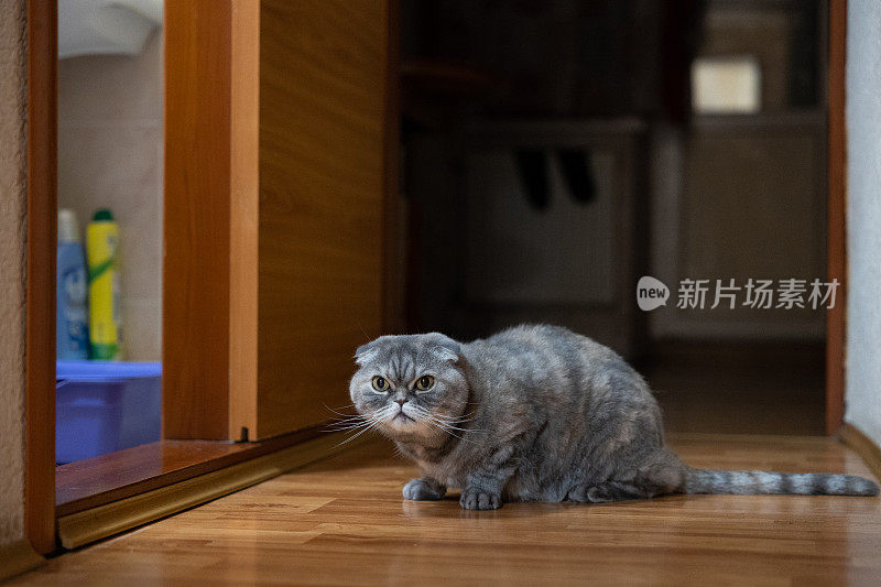 猫晚上坐在浴室附近。