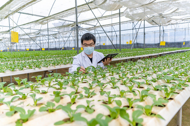 一名农业技术人员使用平板电脑在一个育苗温室中比较数据