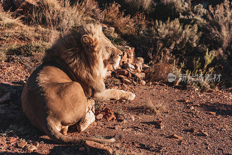 南非野生动物园里的一只雄狮