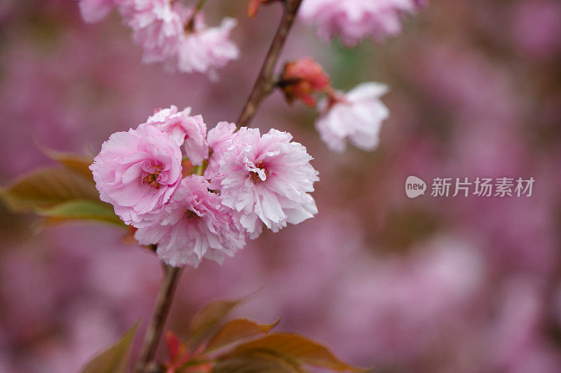 春天鲜花盛开