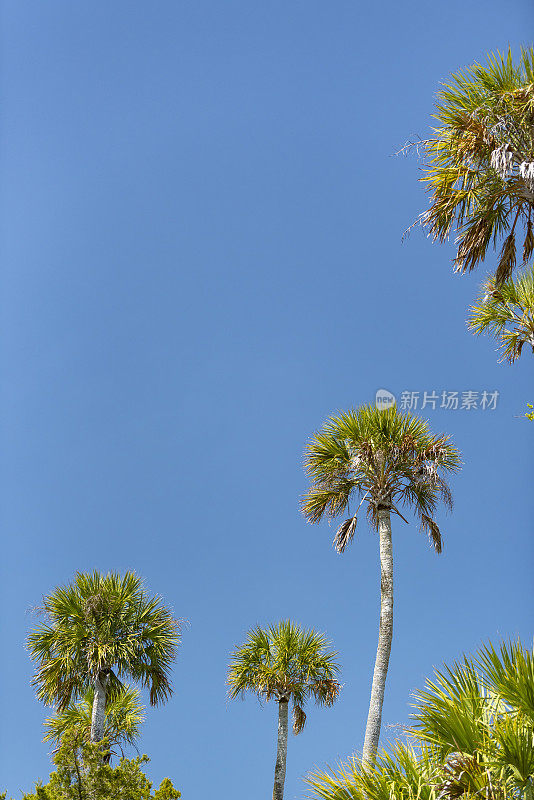 一组被阳光照射的不同高度的卷心菜棕榈树，在左上方有清晰的蓝天和复制空间