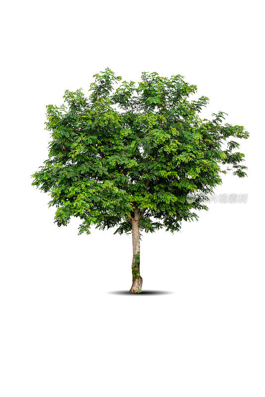 在白色背景上孤立的一棵大树。热带木材植物用于广告，建筑设计，剪报路径。绿叶森林和绿叶。在春季或夏季生长的大树干