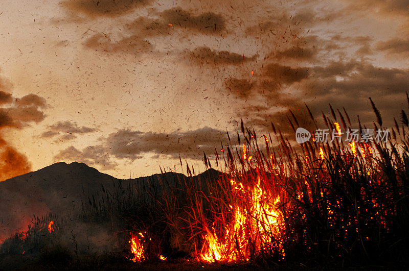 中美洲甘蔗田着火了