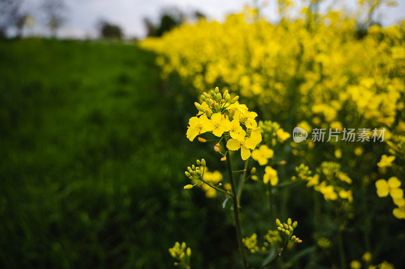 欧洲的黄色油菜籽田