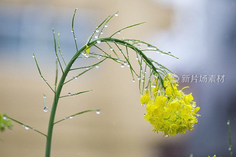 油菜花被春雨和水滴压弯了