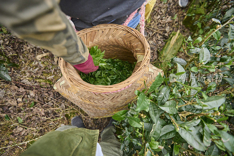 一位亚洲女性在茶园采摘茶叶。