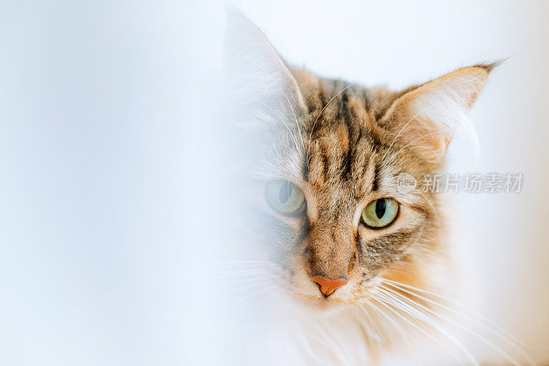白窗帘后的挪威森林猫