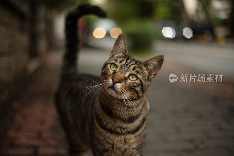 流浪虎斑猫在看镜头。